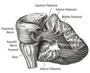 Anatomy/Function Of The Pons – Cristian Rivera Foundation